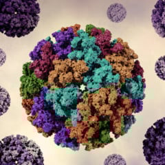OMS emite alerta global para risco de epidemia de chikungunya