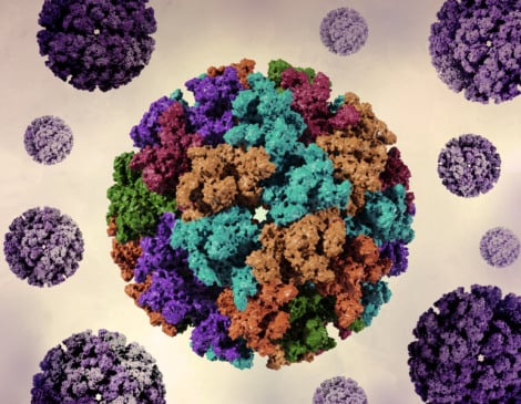 OMS emite alerta global para risco de epidemia de chikungunya