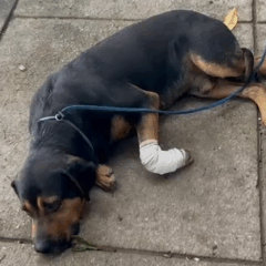 Cães são baleados em favelas do RJ após serem ‘jurados de morte’ por traficantes