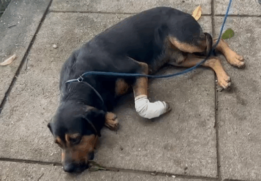 Cães são baleados em favelas do RJ após serem ‘jurados de morte’ por traficantes