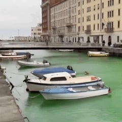 Greta usa coloração verde para manchar canal de Veneza, na Itália